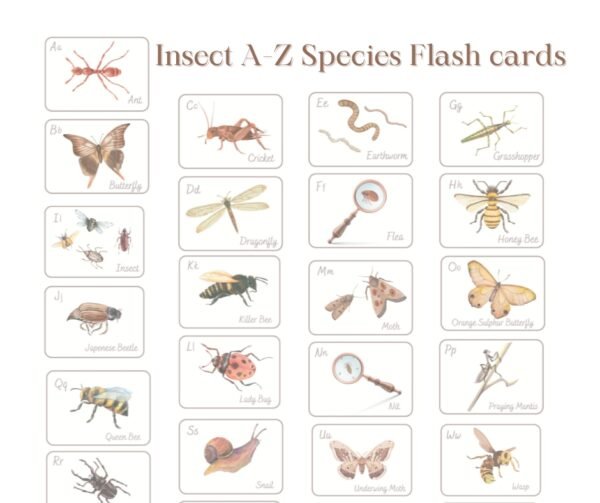 Free Download! Insect A-Z Species Flash cards