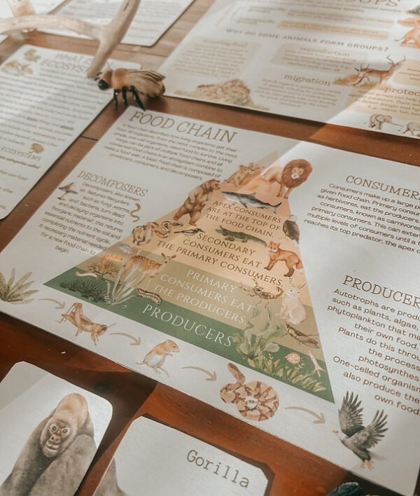 ใบงานหน่วยการเรียนรู้เรื่องสัตว์ ภาษาอังกฤษ - Image 8